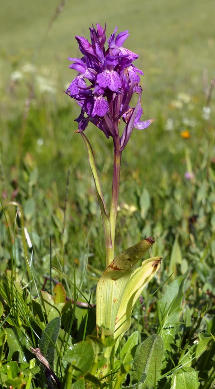 Monte Doro e Cima della Laghetta, le orchidee e i loro ambienti - luglio 2025.